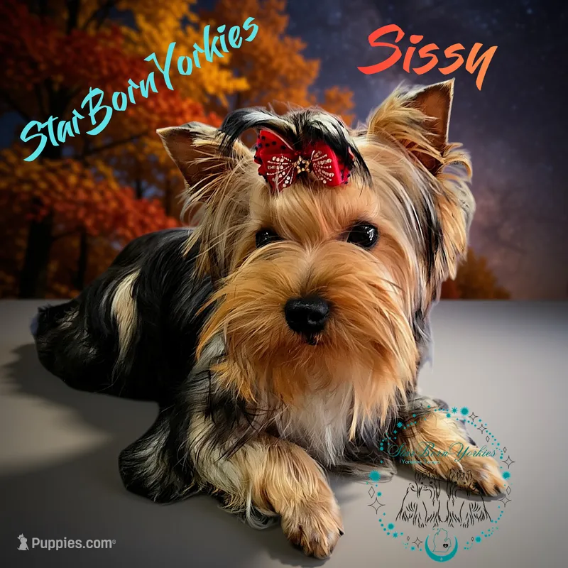StarBorn's Crystal Moonstone - ✨ Sissy ✨ – Yorkshire Terrier puppy for sale in Northville, MI