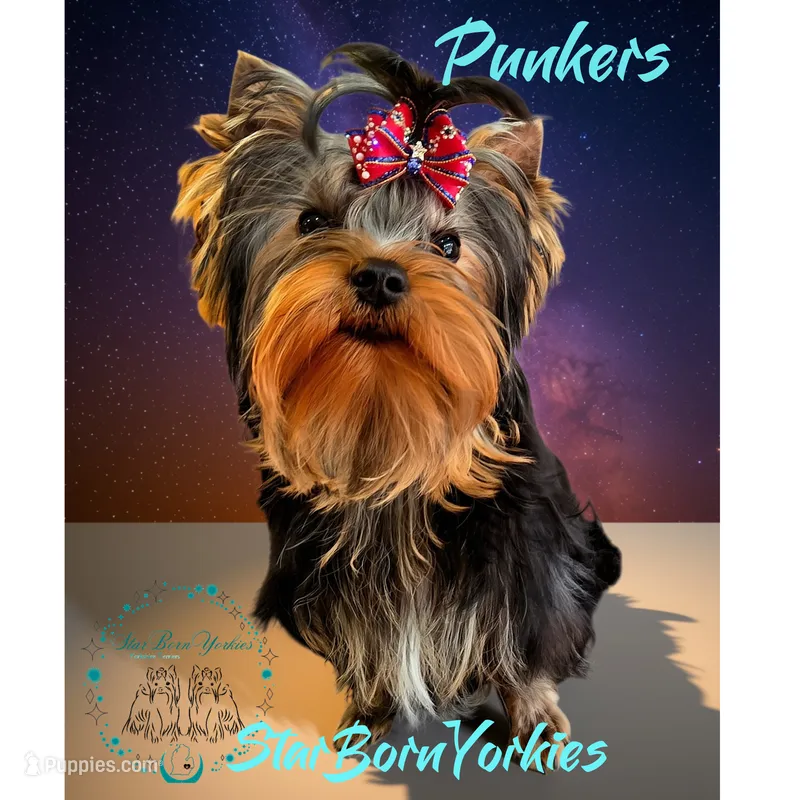 StarBorn's Mr. F  - ✨Punkers✨ – Yorkshire Terrier puppy for sale in Northville, MI