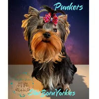 StarBorn's Mr. F  - ✨Punkers✨, a male Yorkshire Terrier for sale in Northville, MI – 1 of 4