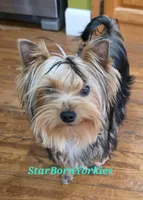 StarBorn's Crystal Moonstone - ✨ Sissy ✨, a female Yorkshire Terrier for sale in Northville, MI – 10 of 10