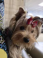 StarBorn's Crystal Moonstone - ✨ Sissy ✨, a female Yorkshire Terrier for sale in Northville, MI – 5 of 10