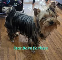 StarBorn's Crystal Moonstone - ✨ Sissy ✨, a female Yorkshire Terrier for sale in Northville, MI – 8 of 10