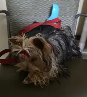 StarBorn's Crystal Moonstone - ✨ Sissy ✨, a female Yorkshire Terrier for sale in Northville, MI – 2 of 10