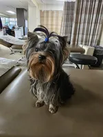 StarBorn's Mr. F  - ✨Punkers✨, a male Yorkshire Terrier for sale in Northville, MI – 3 of 4