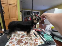 StarBornYorkies Made in a Flash - Kash, a male Yorkshire Terrier for sale in Northville, MI – 2 of 3
