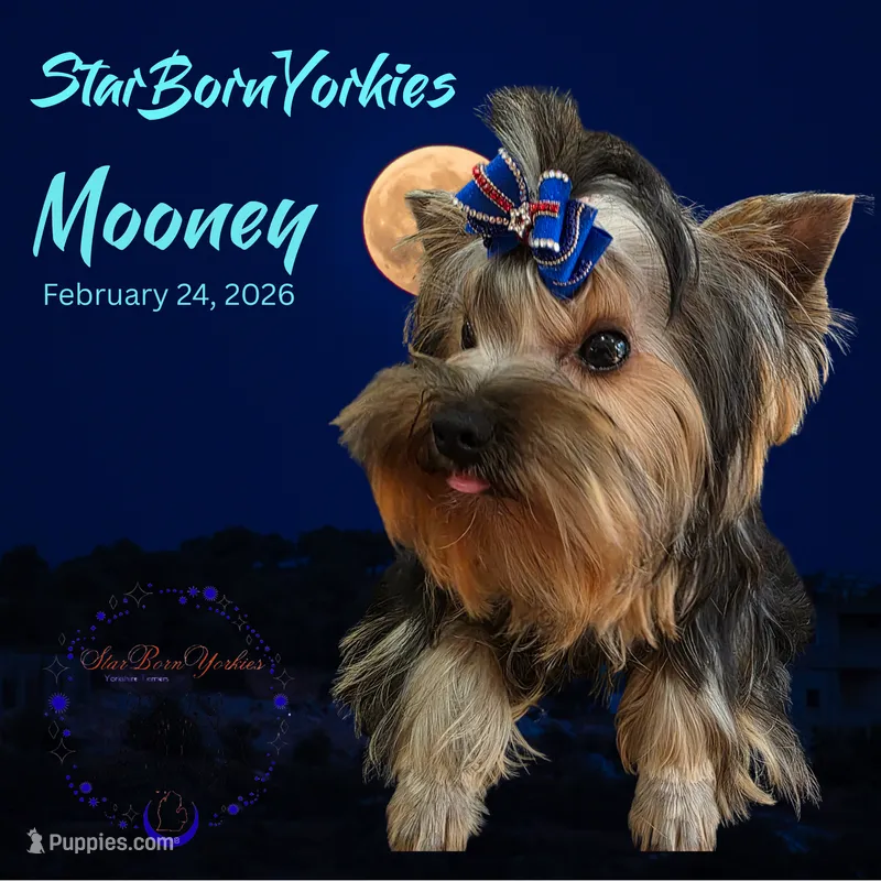 StarBorn's Cardinal Moon - ✨Mooney✨ – Yorkshire Terrier puppy for sale in Northville, MI