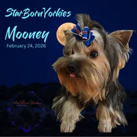 StarBorn's Cardinal Moon - ✨Mooney✨, a male Yorkshire Terrier for sale in Northville, MI – 1 of 3