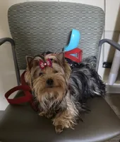 StarBorn's Crystal Moonstone - ✨ Sissy ✨, a female Yorkshire Terrier for sale in Northville, MI – 3 of 10