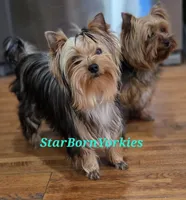 StarBorn's Crystal Moonstone - ✨ Sissy ✨, a female Yorkshire Terrier for sale in Northville, MI – 4 of 10