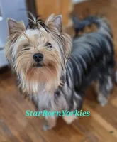 StarBorn's Crystal Moonstone - ✨ Sissy ✨, a female Yorkshire Terrier for sale in Northville, MI – 7 of 10