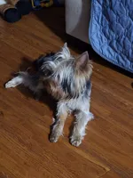 StarBorn's Gene Simmons Kiss- ✨Stoney✨, a male Yorkshire Terrier for sale in Northville, MI – 2 of 2