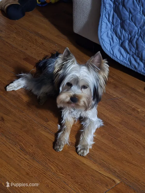 StarBorn's Gene Simmons Kiss- ✨Stoney✨ – Yorkshire Terrier puppy for sale in Northville, MI