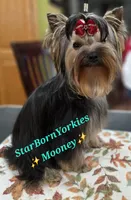 StarBorn's Cardinal Moon - ✨Mooney✨, a male Yorkshire Terrier for sale in Northville, MI – 2 of 3