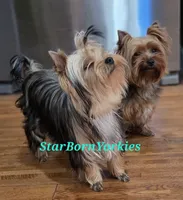 StarBorn's Crystal Moonstone - ✨ Sissy ✨, a female Yorkshire Terrier for sale in Northville, MI – 9 of 10