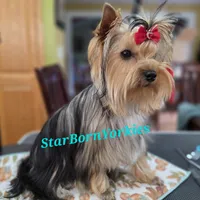 StarBorn's Crystal Moonstone - ✨ Sissy ✨, a female Yorkshire Terrier for sale in Northville, MI – 6 of 10