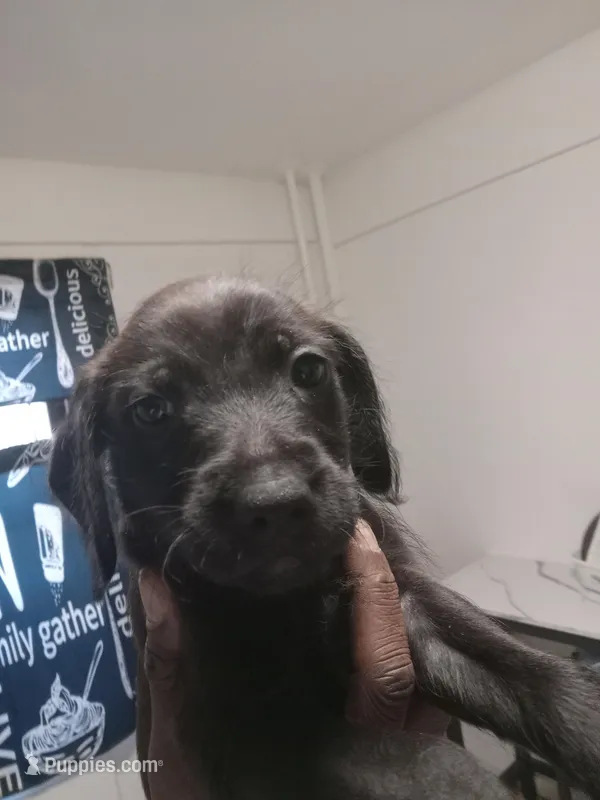 No name – American Pit Bull Terrier, Poodle - Standard  puppy for sale in Brooklyn, NY