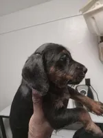 No name, a male American Pit Bull Terrier and Poodle - Standard  for sale in Brooklyn, NY – Photo 4 of 6