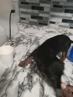 No name, a male American Pit Bull Terrier and Poodle - Standard  for sale in Brooklyn, NY – Photo 6 of 6