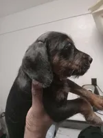 No name, a male American Pit Bull Terrier and Poodle - Standard  for sale in Brooklyn, NY – Photo 3 of 6