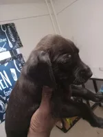 No name, a male American Pit Bull Terrier and Poodle - Standard  for sale in Brooklyn, NY – Photo 2 of 6