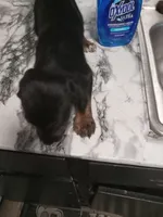 No name, a male American Pit Bull Terrier and Poodle - Standard  for sale in Brooklyn, NY – Photo 5 of 6