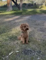 Tobi, a male Poodle - Toy  for sale in Federal Way, WA – 3 of 4