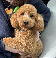 Tobi, a male Poodle - Toy  for sale in Federal Way, WA – 2 of 4