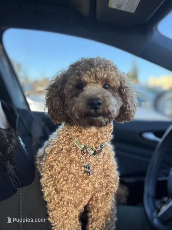 Tobi – Poodle - Toy  puppy for sale in Federal Way, WA