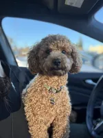 Tobi, a male Poodle - Toy  for sale in Federal Way, WA – 1 of 4