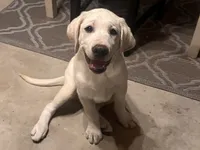 Royce, a male Labrador Retriever for sale in Denver, CO – 6 of 6