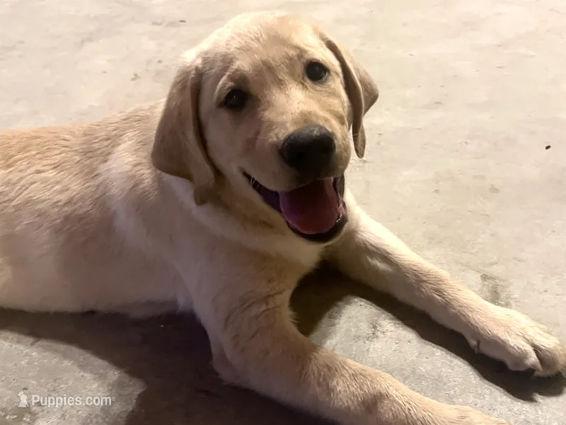 Lexus – Labrador Retriever puppy for sale in Denver, CO