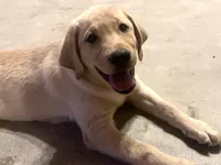Lexus, a female Labrador Retriever for sale in Denver, CO – 1 of 4