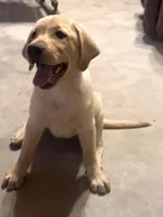 Lexus, a female Labrador Retriever for sale in Denver, CO – 3 of 4