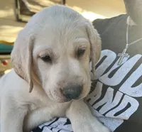 Royce, a male Labrador Retriever for sale in Denver, CO – 2 of 6