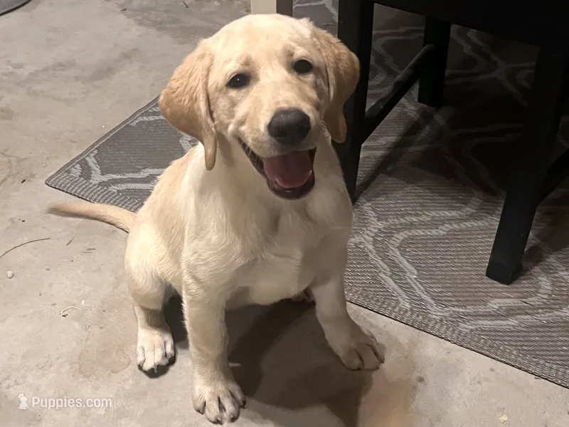 Harley – Labrador Retriever puppy for sale in Denver, CO