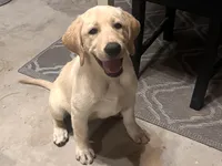 Harley, a female Labrador Retriever for sale in Denver, CO – 1 of 4