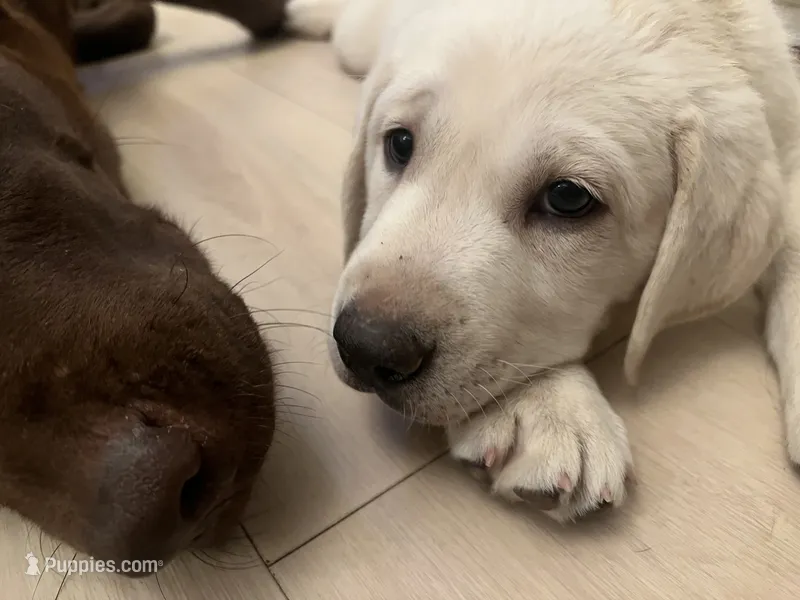 Royce – Labrador Retriever puppy for sale in Denver, CO