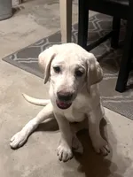 Royce, a male Labrador Retriever for sale in Denver, CO – 5 of 6