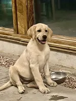 Harley, a female Labrador Retriever for sale in Denver, CO – 3 of 4