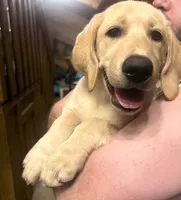 Harley, a female Labrador Retriever for sale in Denver, CO – 4 of 4