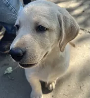 Harley, a female Labrador Retriever for sale in Denver, CO – 2 of 4