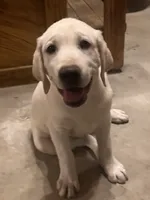 Royce, a male Labrador Retriever for sale in Denver, CO – 3 of 6