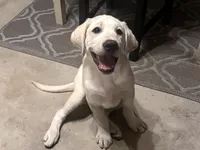 Royce, a male Labrador Retriever for sale in Denver, CO – 4 of 6
