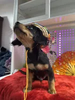 Male Chilier Puppy, a male Cavalier King Charles Spaniel and Chihuahua for sale in Los Angeles, CA – 4 of 7