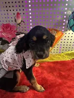 Female Chilier Puppy , a female Cavalier King Charles Spaniel and Chihuahua for sale in Los Angeles, CA – 4 of 5