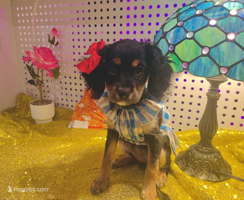 Female Chilier Puppy  – Cavalier King Charles Spaniel, Chihuahua puppy for sale in Los Angeles, CA