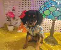Female Chilier Puppy , a female Cavalier King Charles Spaniel and Chihuahua for sale in Los Angeles, CA – 1 of 5