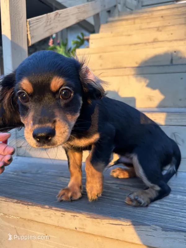 Male Chilier Puppy – Cavalier King Charles Spaniel, Chihuahua puppy for sale in Los Angeles, CA