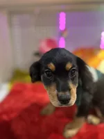 Male Chilier Puppy, a male Cavalier King Charles Spaniel and Chihuahua for sale in Los Angeles, CA – 5 of 7