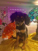 Female Chilier Puppy , a female Cavalier King Charles Spaniel and Chihuahua for sale in Los Angeles, CA – 3 of 5
